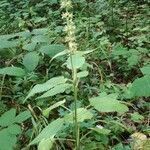 Stachys sylvatica habit picture by Michel PATRIS (cc-by-sa)