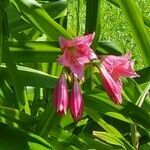 Crinum bulbispermum flower picture by Todd Allen (cc-by-sa)
