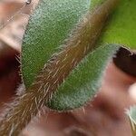 Pulmonaria montana fruit picture by Yoan MARTIN (cc-by-sa)