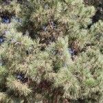 Pinus coulteri leaf picture by Jonathan Testa (cc-by-sa)