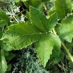 Rubus montanus leaf picture by bas yves (cc-by-sa)