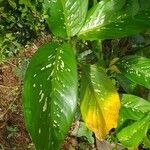 Dieffenbachia seguine leaf picture by Viturino Ademilton (cc-by-sa)