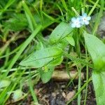 Myosotis scorpioides leaf picture by Antoine 🌱 AFFOUARD (cc-by-sa)