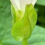 Calystegia hederacea flower picture by 道草 (cc-by-sa)
