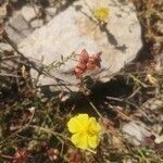Fumana procumbens flower picture by Tom Laveille (cc-by-sa)