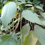 Acalypha amentacea leaf picture by Noel Dionson (cc-by-sa)