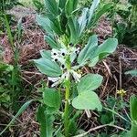 Vicia faba habit picture by Zarif (cc-by-sa)