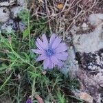 Lactuca perennis flower picture by Gui ferl (cc-by-sa)