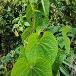 Dioscorea bulbifera habit picture by Dieter Albrecht (cc-by-sa)