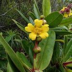 Hibbertia trachyphylla flower picture by Richard Chesher (cc-by-sa)
