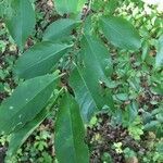 Prunus serotina leaf picture by Aurelien Fridman (cc-by-sa)