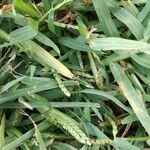 Paspalum distichum leaf picture by Sonia Henno (cc-by-sa)