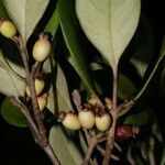 Eugenia hypargyrea fruit picture by Nelson Zamora Villalobos (cc-by-nc)