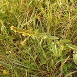 Melochia villosa habit picture by Nelson Zamora Villalobos (cc-by-nc)