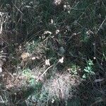 Briza maxima habit picture by Werner Rom (cc-by-sa)