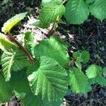 Corylus cornuta leaf picture by Hope (cc-by-sa)