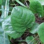 Pyrola rotundifolia leaf picture by Jaak Pärtel (cc-by-sa)