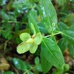 Hypericum hircinum fruit picture by Krzysztof Golucki (cc-by-sa)