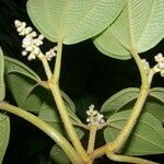 Conostegia micrantha leaf picture by Nelson Zamora Villalobos (cc-by-nc)