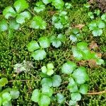 Coptis trifolia habit picture by Michael Goldthwaite (cc-by-sa)
