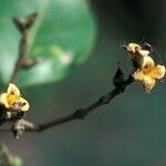 Avicennia officinalis flower picture by Daniel Barthelemy (cc-by-nc)