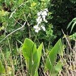 Sagittaria lancifolia flower picture by Jason Raymond (cc-by-sa)