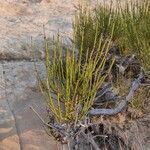 Ephedra viridis leaf picture by ben parnas (cc-by-sa)