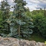 Abies procera habit picture by Else Nolden (cc-by-sa)