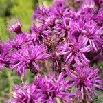 Vernonia gigantea flower picture by jeff jeff (cc-by-sa)