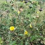 Sonchus asper habit picture by Pierre (cc-by-sa)