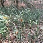Equisetum hyemale habit picture by Maxime Dépinoy (cc-by-sa)
