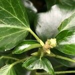 Hedera colchica flower picture by jean-marc stockman (cc-by-sa)