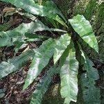 Campyloneurum nitidum habit picture by Trap Hers (cc-by-sa)