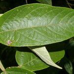 Croton billbergianus leaf picture by Nelson Zamora Villalobos (cc-by-nc)