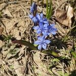 Scilla bifolia flower picture by Nina Autant (cc-by-sa)
