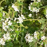 Malus sylvestris habit picture by Martin Bishop (cc-by-sa)