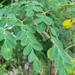 Moringa oleifera leaf picture by Trap Hers (cc-by-sa)