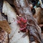 Acer rubrum flower picture by Kymberly Strong (cc-by-sa)
