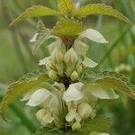 Lamium album flower picture by Harald Kraus (cc-by-sa)