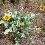 Balsamorhiza sagittata habit picture by Ethan Greer (cc-by-sa)