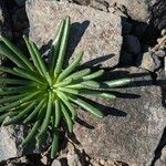 Lewisia rediviva leaf picture by John John Hardham (cc-by-sa)