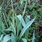 Tulipa agenensis habit picture by Yoan MARTIN (cc-by-sa)