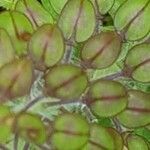 Lepidium heterophyllum fruit picture by Pascal Blondaz (cc-by-sa)
