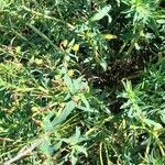 Euphorbia portulacoides habit picture by Trap Hers (cc-by-sa)