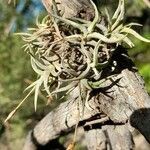 Tillandsia capillaris leaf picture by Trap Hers (cc-by-sa)