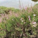 Limoniastrum monopetalum habit picture by Centeno Juan D (cc-by-sa)