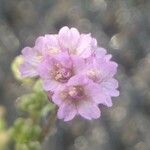 Boerhavia diffusa flower picture by Rajendra Rajendra Choure (cc-by-sa)