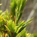 Hypericum juniperinum leaf picture by Fabien Anthelme (cc-by-sa)