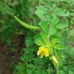 Cleome viscosa leaf picture by Finola Jennings Clark (cc-by-sa)