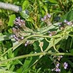 Verbena brasiliensis flower picture by jade johnston (cc-by-sa)